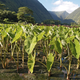 Illustration for article titled A Federal Judge Has Struck Down An Anti-GMO Law In Hawaii